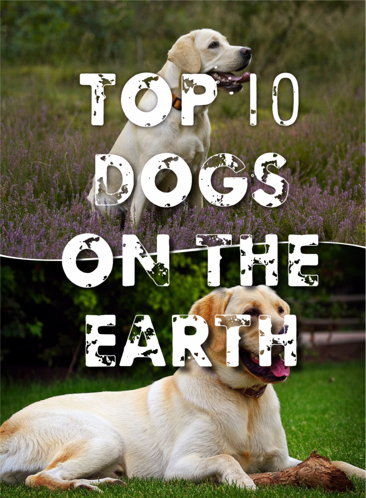 Top 10 family dogs